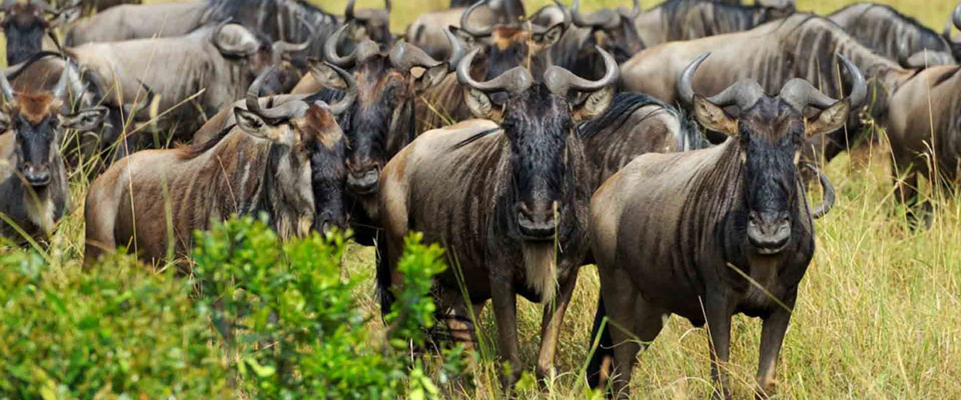 7 Days Safari In Tanzania