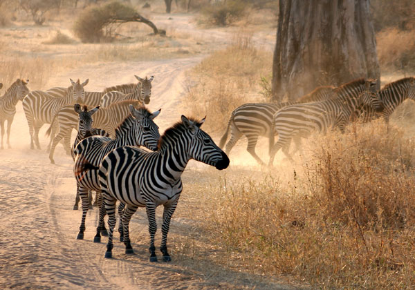 Arusha National Park