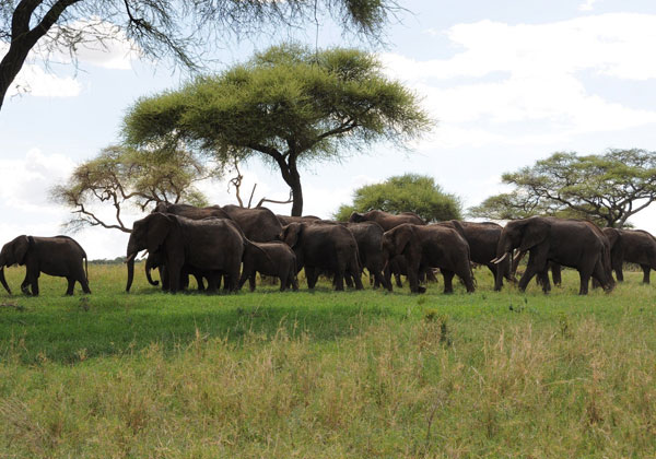Tarangire National Park